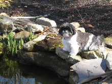 Ayla pond 2010
