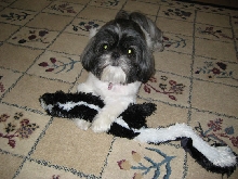 Ayla skunk