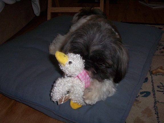 Easter duck