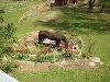 Honey in garden
