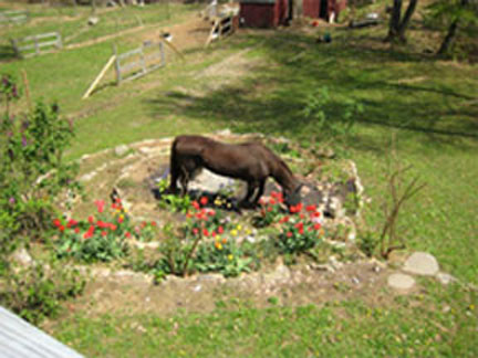 Honey in garden