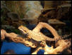 Merlin in vivarium