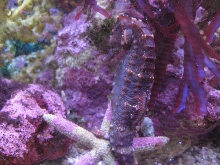 pink seahorse