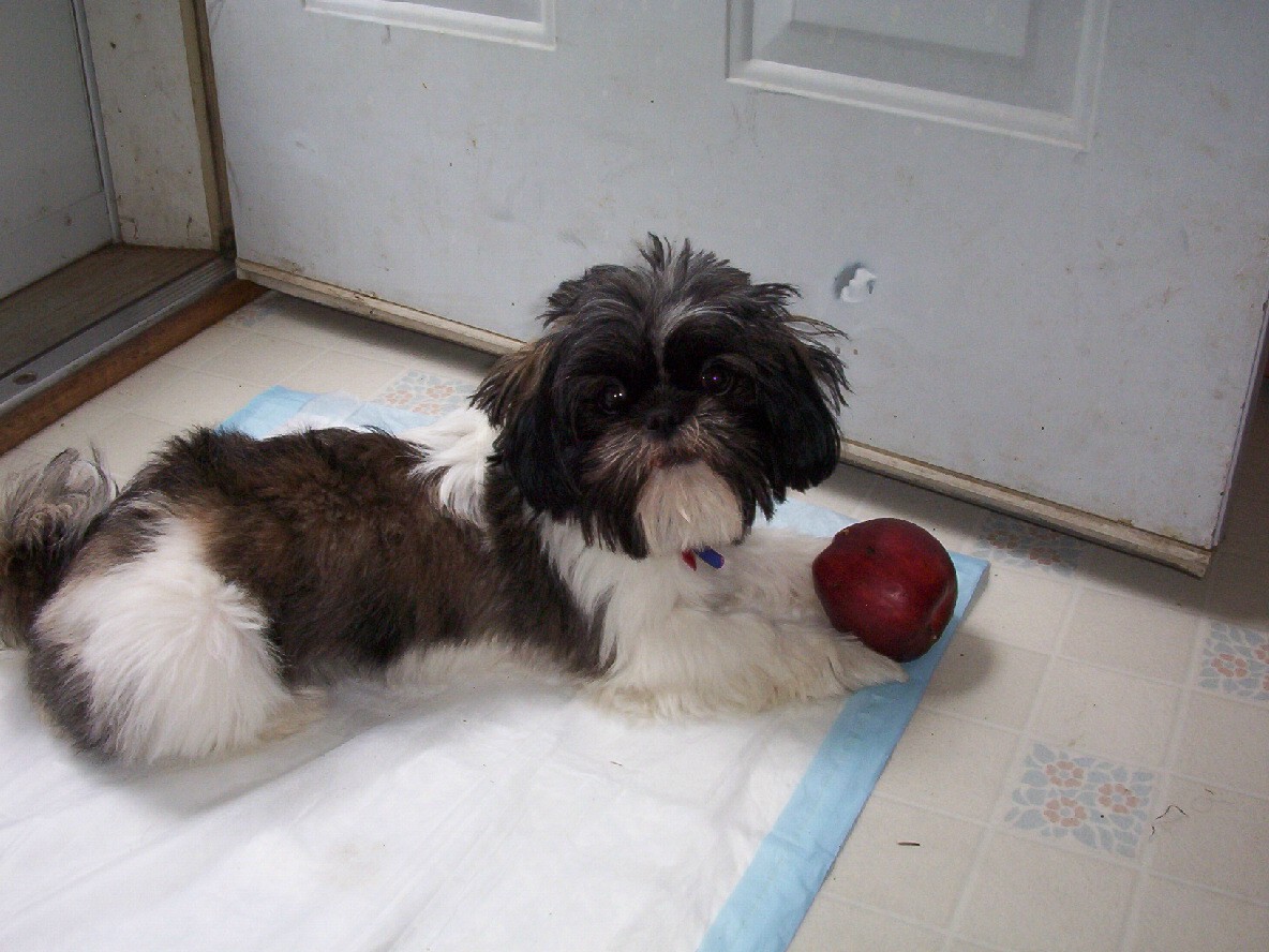 apple a day