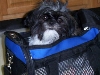 Ayla in a bag