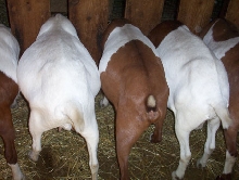 big butts