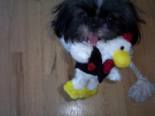 chicken
