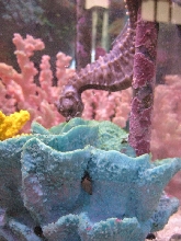 coral feeder