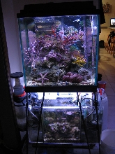 tank set up