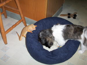 my bed