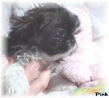 pink puppy