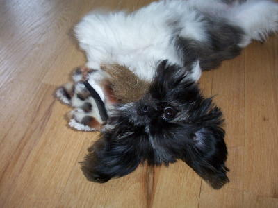 playing chipmunk