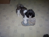 slipper playing Ayla