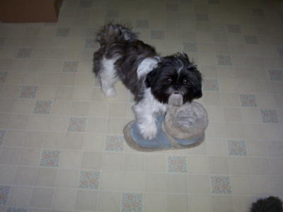 slipper playing Ayla