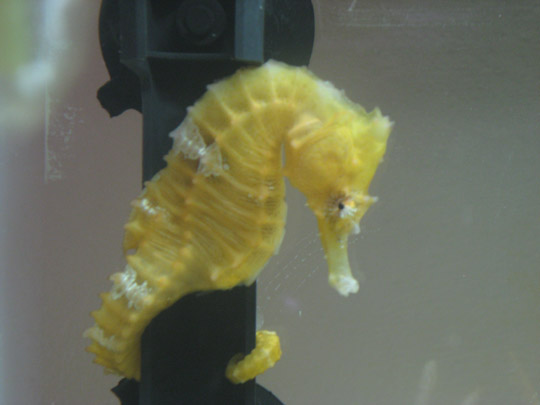 yellow  seahorse