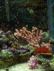 seahorses at feeder