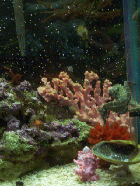seahorses at feeder