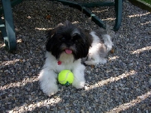 tennis ball
