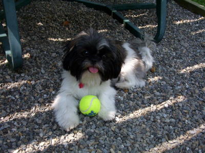 tennis ball