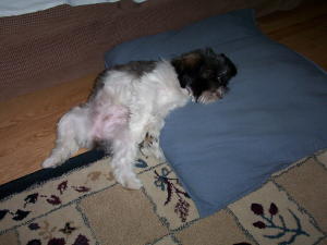 this is the life