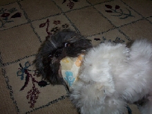 toy bandana