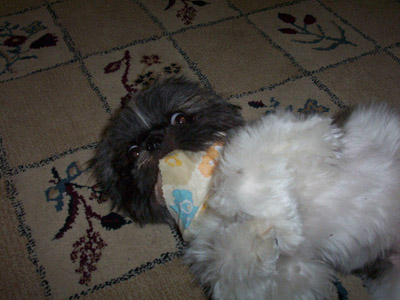 toy bandana