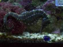 what's that marble