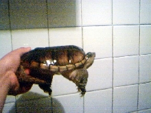 Mi Tortuga Mordedora!