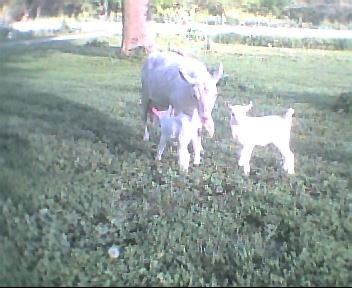 Sugar and Babies