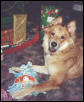 My Baby Sheba