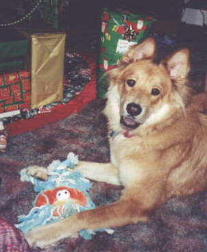 My Baby Sheba
