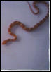 Chex the Cornsnake