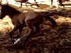 paso Colt