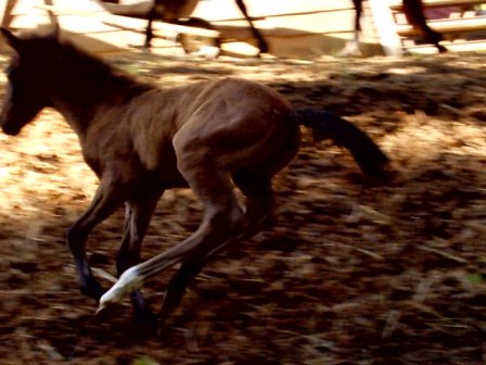 paso Colt