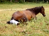 Munyaca's Baby Colt Fu-geo 6-7-05