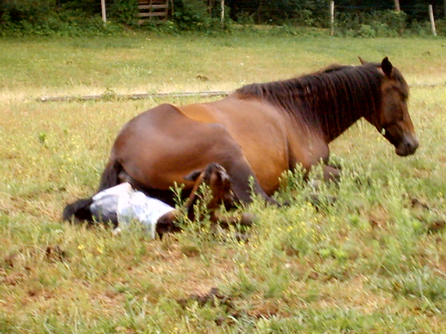 Munyaca's Baby Colt Fu-geo 6-7-05