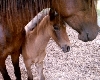 Mom & Son