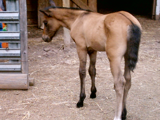 Maverick 3 weeks old