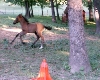 Horseing around!!