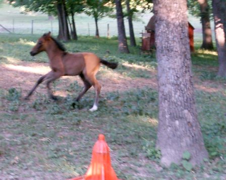 Horseing around!!