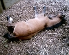 Maverick Sleeping