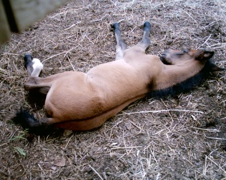 Maverick Sleeping