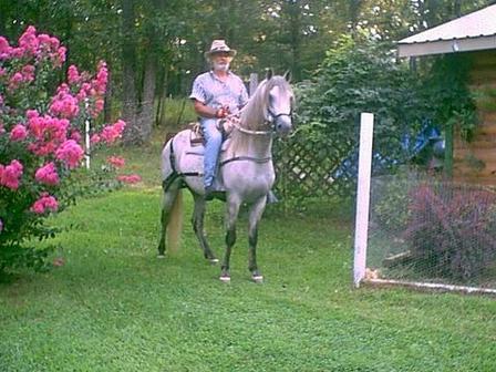Gentle Stallion