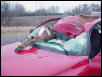 Deer 2