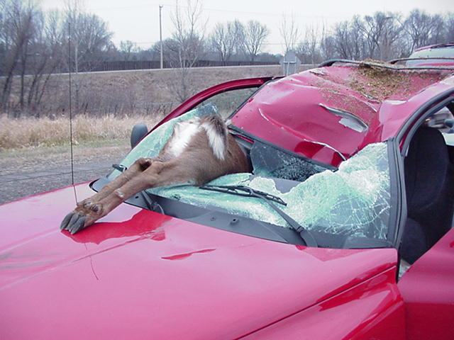 Deer 2