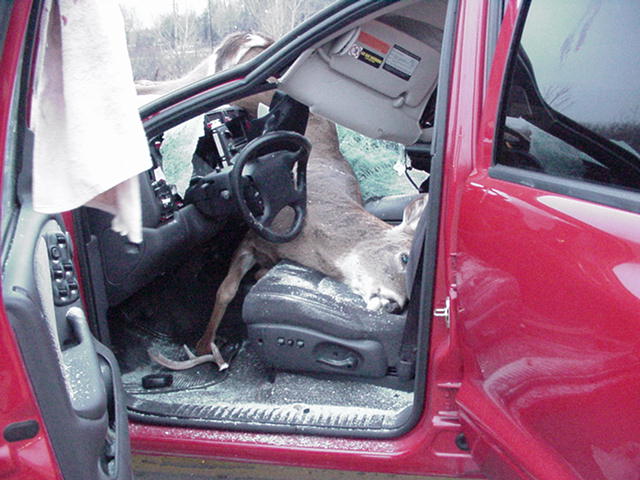 Deer 3