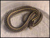E. Garter 1