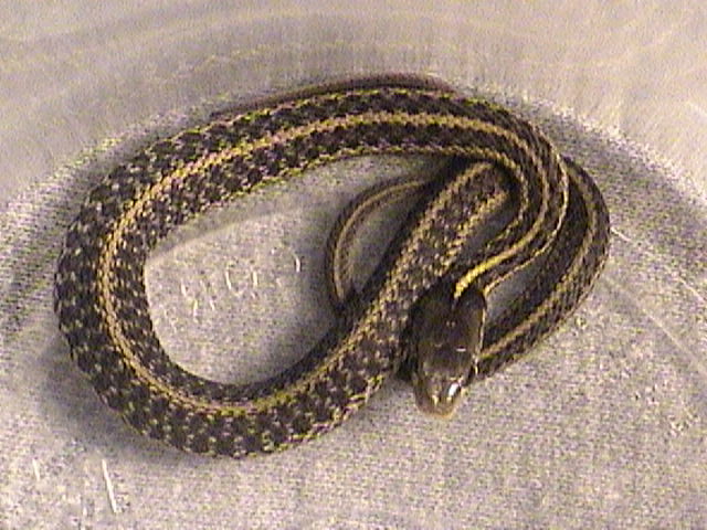 E. Garter 1