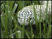 Brooksi Kingsnake