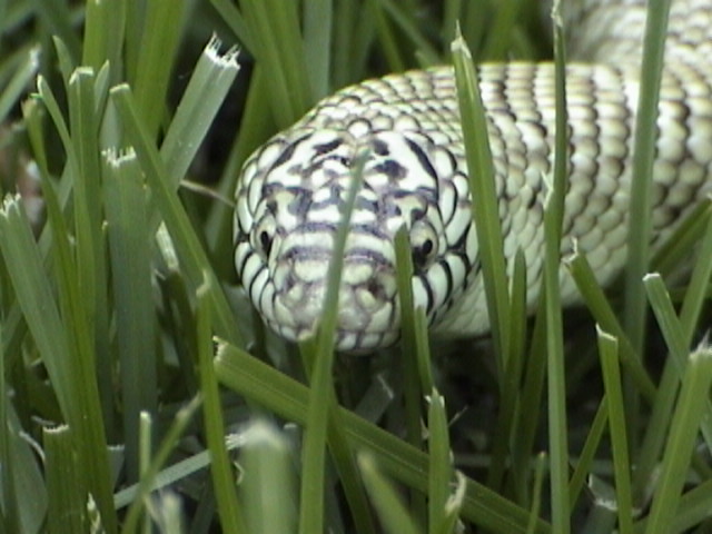 Brooksi Kingsnake